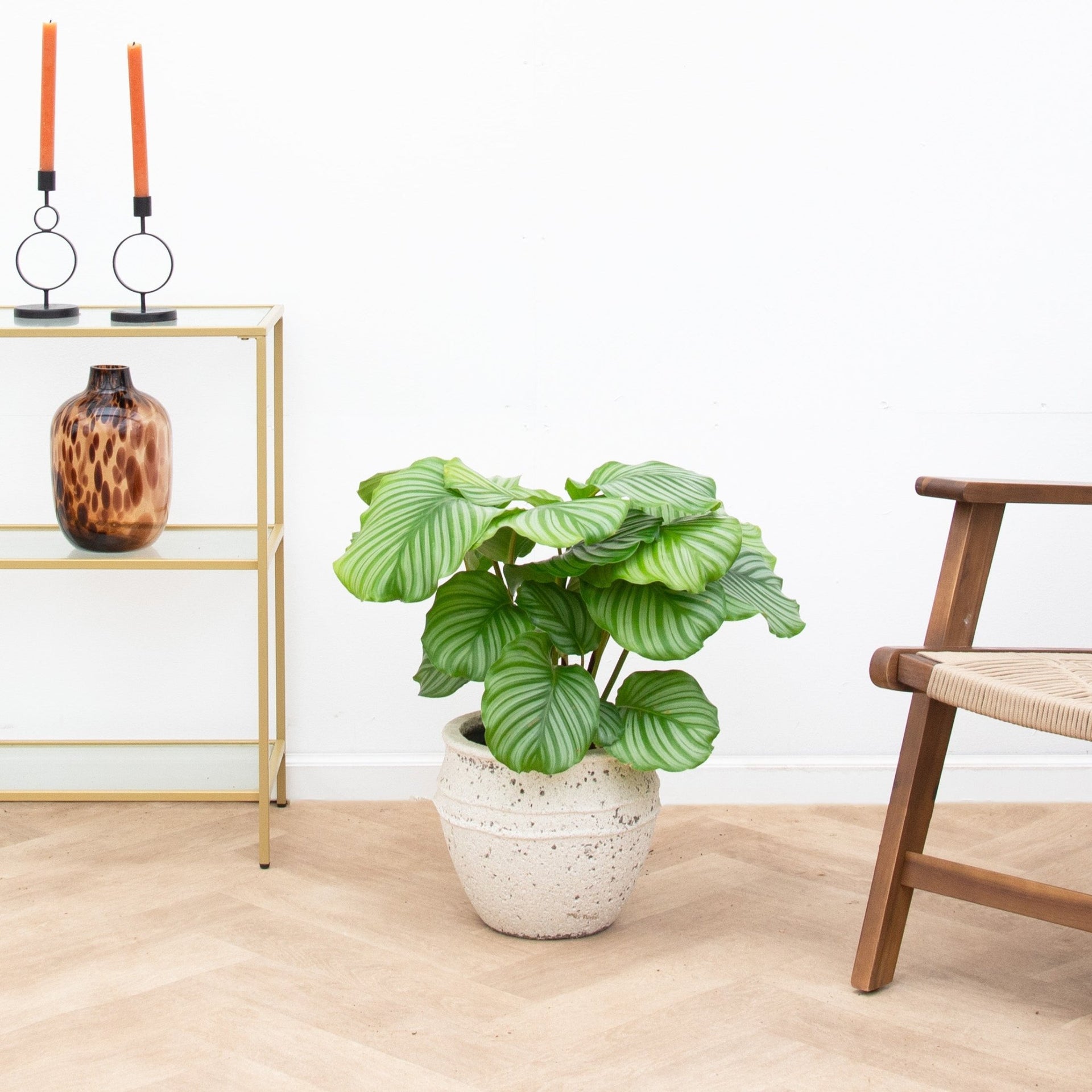calathea orbifolia indoor plant Calathea Orbifolia | 60cm | Order online
