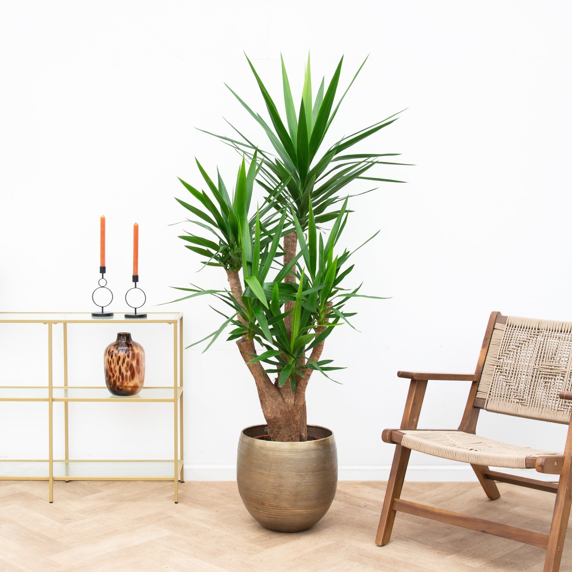 yucca elephantipes can Yucca Elephantipes | Order online