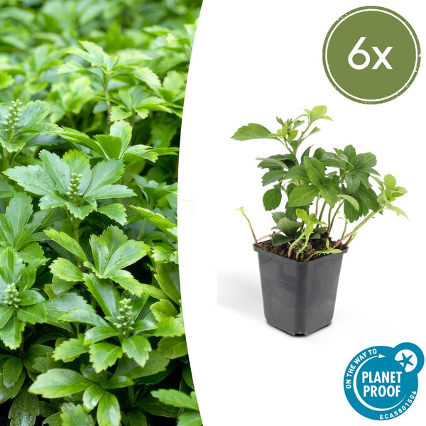 Pachysandra Terminalis 'Green Carpet' - 20cm kopen bij Green Bubble