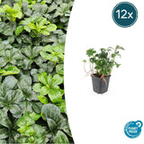 Product afbeelding 6