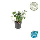 Product afbeelding 3