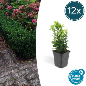 Euonymus Japonicus 'Green Spire' - 20cm