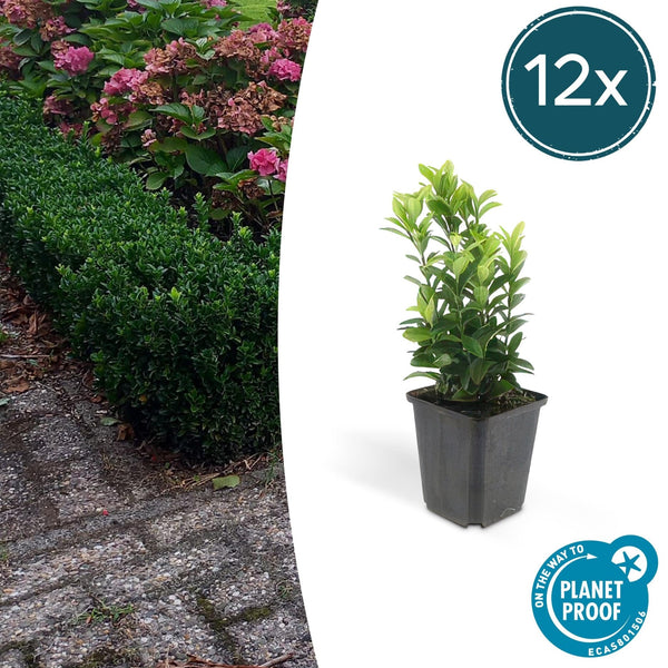 Euonymus Japonicus 'Green Spire' - 20cm