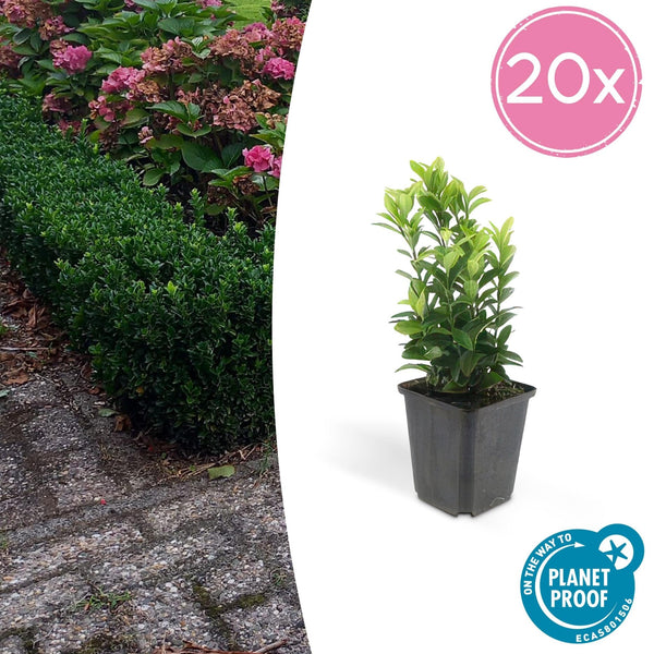 Euonymus Japonicus 'Green Spire' - 20cm