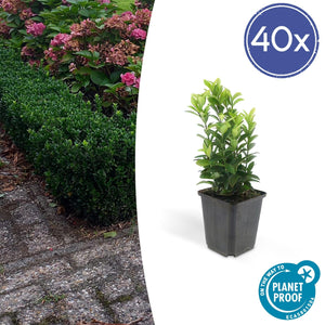 Euonymus Japonicus 'Green Spire' - 20cm