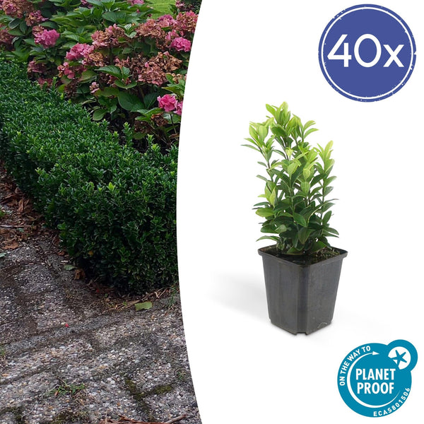 Euonymus Japonicus 'Green Spire' - 20cm