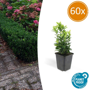 Euonymus Japonicus 'Green Spire' - 20cm