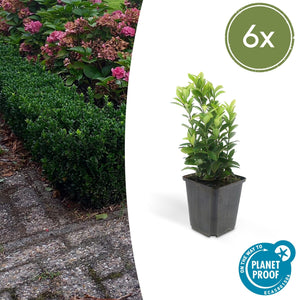 Euonymus Japonicus 'Green Spire' - 20cm