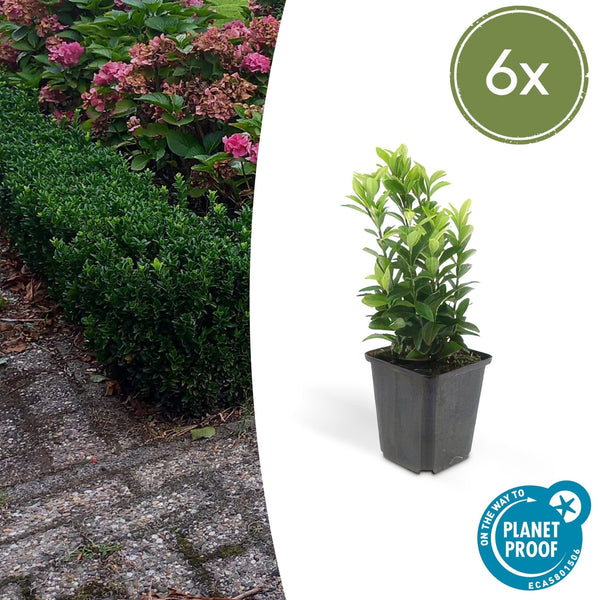 Euonymus Japonicus 'Green Spire' - 20cm