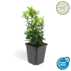 Euonymus Japonicus 'Green Spire' - 20cm