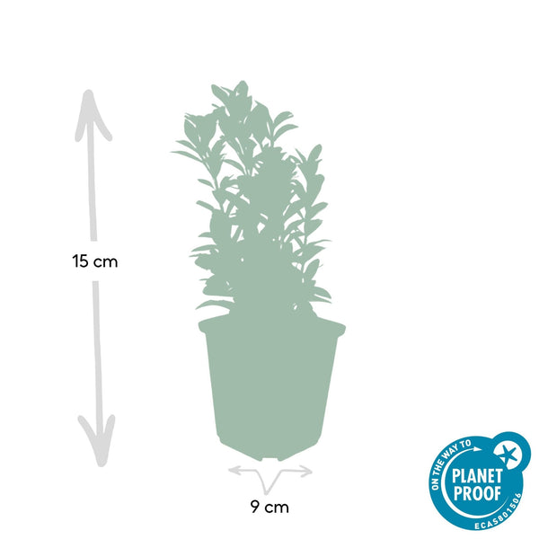Euonymus Japonicus 'Green Spire' - 20cm