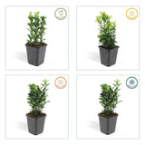 Product afbeelding 4