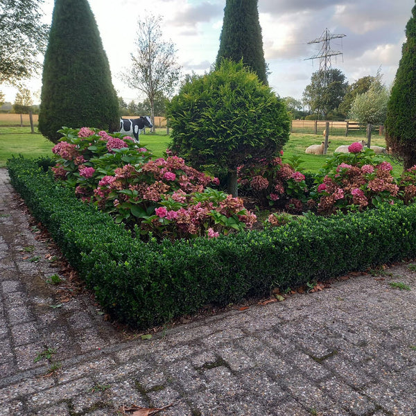 Euonymus Japonicus 'Green Spire' - 20cm