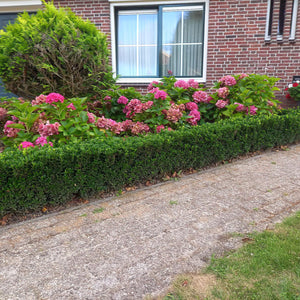 Euonymus Japonicus 'Green Spire' - 20cm