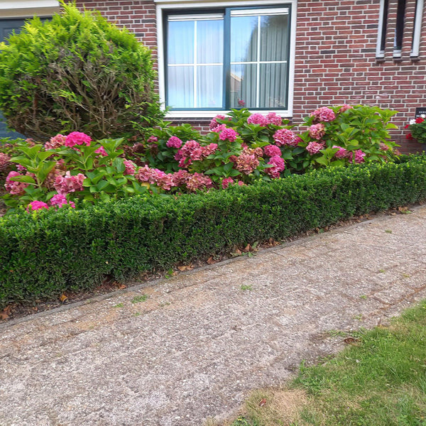 Euonymus Japonicus 'Green Spire' - 20cm