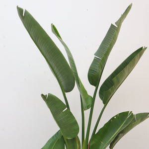 Strelitzia Augusta - 225cm