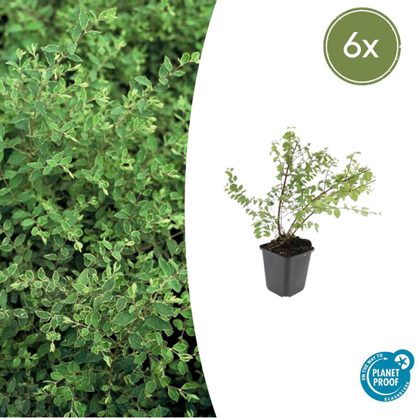 Symphoricarpos Chenaultii 'Hancock' - 20cm kopen bij Green Bubble