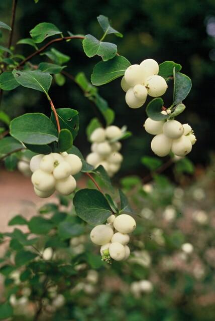 Symphoricarpos Chenaultii 'Hancock' - 20cm kopen bij Green Bubble