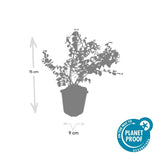 Product afbeelding 7