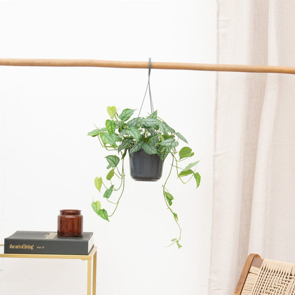 Hangplant Monstera Siltepecana - 30cm
