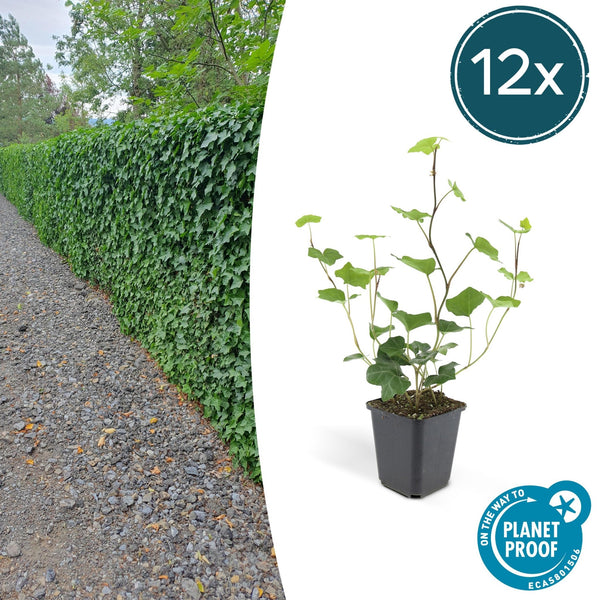 Hedera Hibernica - 20cm