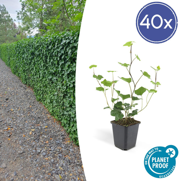 Hedera Hibernica - 20cm