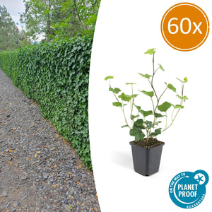 Hedera Hibernica - 20cm