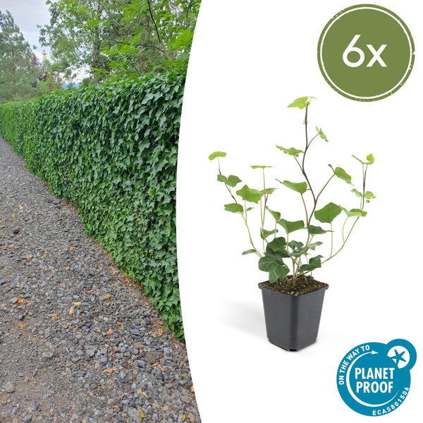 Hedera Hibernica - 20cm kopen bij Green Bubble