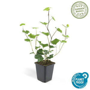 Hedera Hibernica - 20cm