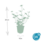 Product afbeelding 3