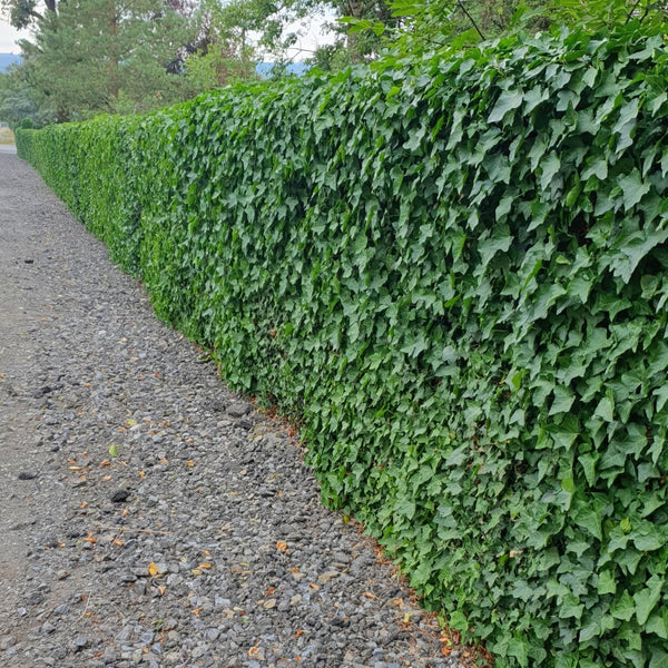 Hedera Hibernica - 20cm