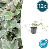 Product afbeelding 7