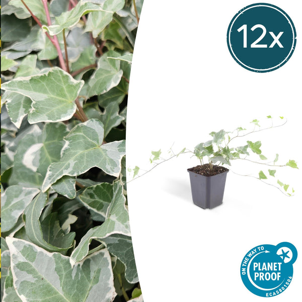 Hedera Helix 'Glacier' - 20cm