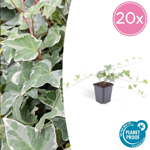 Hedera Helix 'Glacier' - 20cm