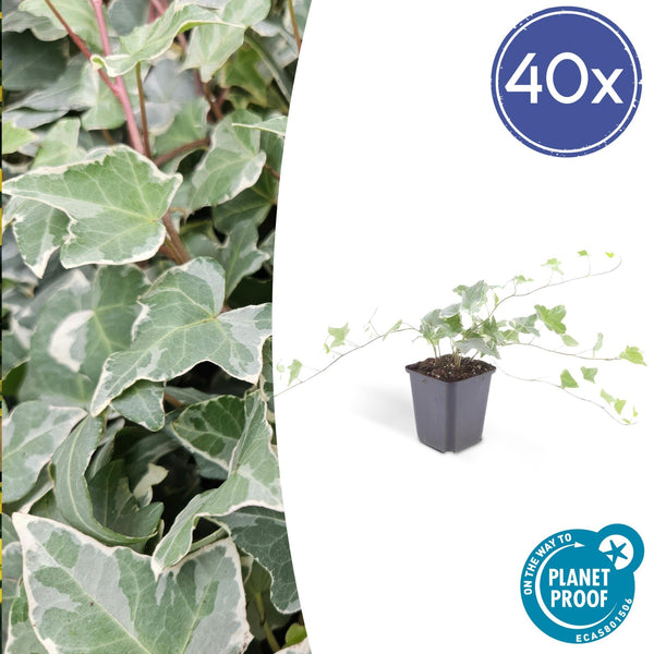 Hedera Helix 'Glacier' - 20cm