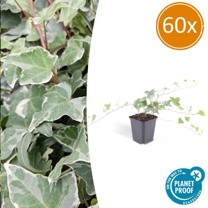 Hedera Helix 'Glacier' - 20cm