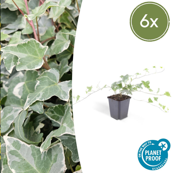 Hedera Helix 'Glacier' - 20cm