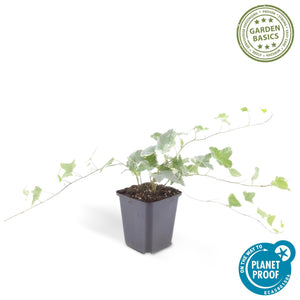 Hedera Helix 'Glacier' - 20cm