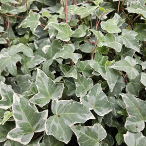 Hedera Helix 'Glacier' - 20cm