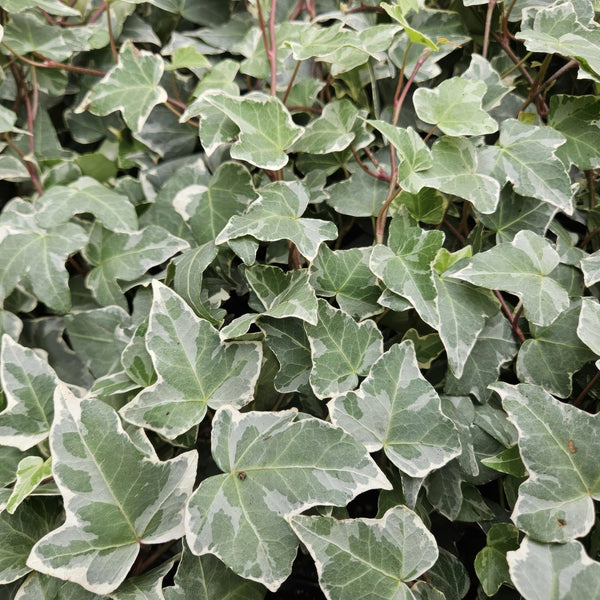 Hedera Helix 'Glacier' - 20cm