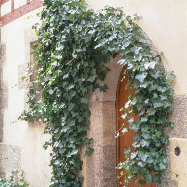 Hedera Helix 'Glacier' - 20cm