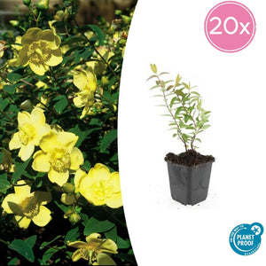 Hypericum 'Hidcote' - 20cm