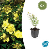 Product afbeelding 1