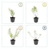 Product afbeelding 4