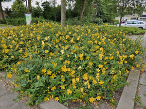 Hypericum 'Hidcote' - 20cm