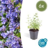 Nepeta 'Seis Colinas Gigante' - 20cm