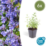 Product afbeelding 1