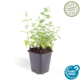 Product afbeelding 4