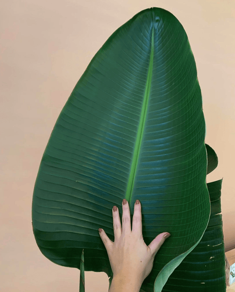 Strelitzia Augusta - 180cm