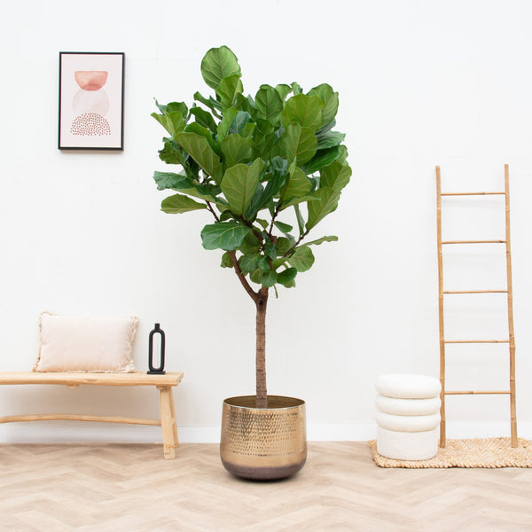 Ficus Lyrata boom XL - 190cm